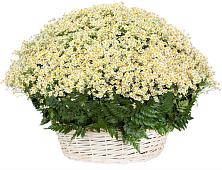 Цветочная композиция из Ромашки в корзине #REPLACE_PRED# Старые Атаги